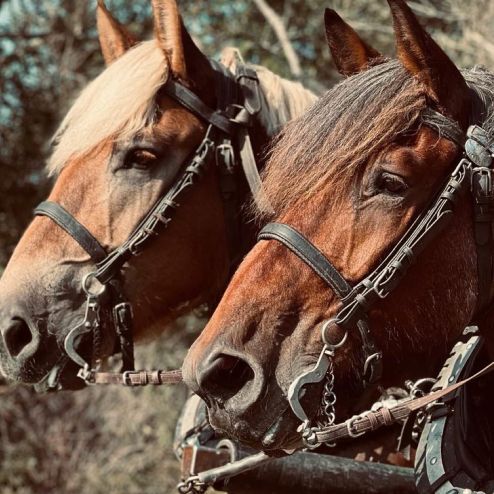 twee paarden